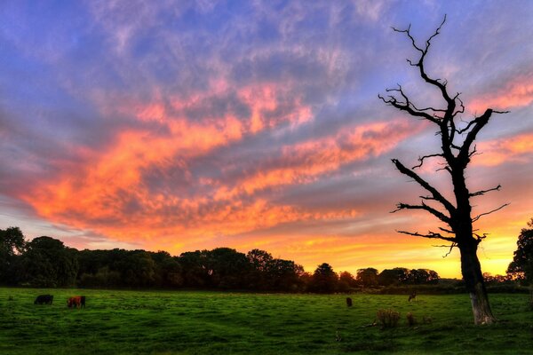 Heller Sonnenuntergang auf der Wiese. Einsamer Baum