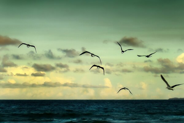 Las gaviotas vuelan sobre el mar azul brillante