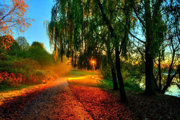 Coucher de soleil saule et promenade dans le parc