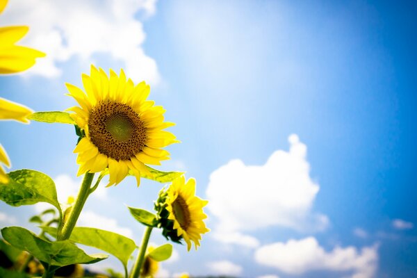 Tournesols jaunes sur fond de ciel bleu