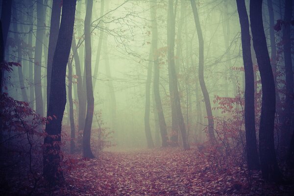 Bosque de niebla con VIB de otoño