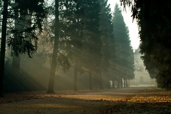 Wonderful forest, beautiful nature