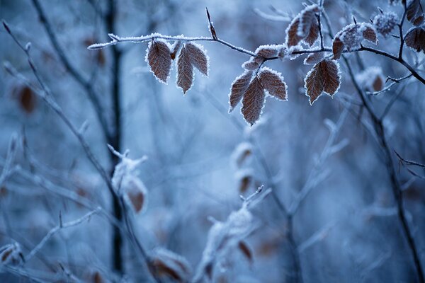 Forêt dans le gel. Givre sur les feuilles