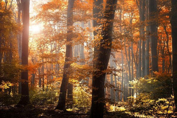 The rays of the sun were lost in the autumn forest