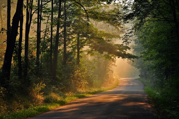 The road in the misty forest