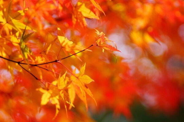 Feuilles d érable automne sur fond rouge