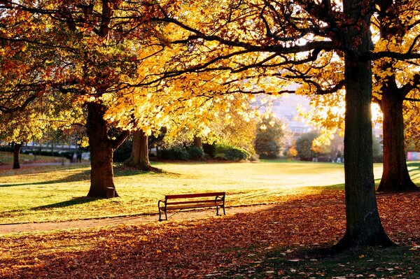 Herbstpark mit gelben gefallenen Blättern und einer einsam stehenden Bank