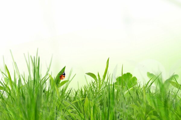 Marienkäfer im grünen Gras