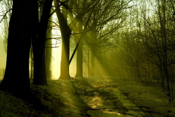 Raggi di sole nella foresta oscura