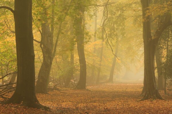 Automne dans la forêt avec un épais brouillard