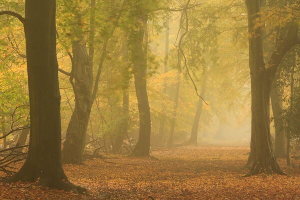 Jesień w lesie z gęstą mgłą