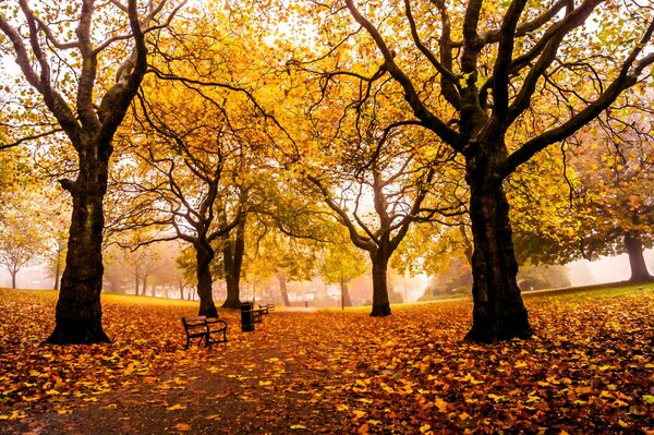 Feuilles jaunes tombées dans le parc