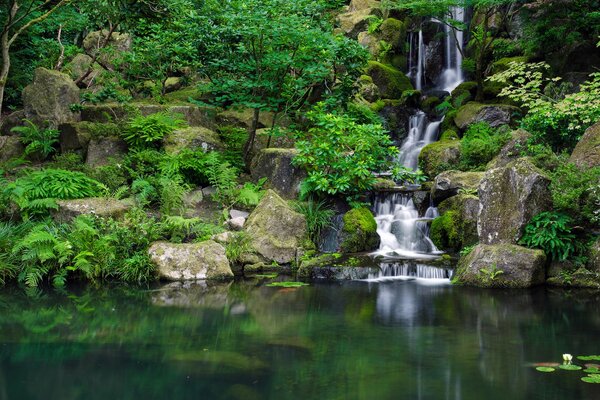 Cascada en el Jardín japonés. Nenúfares