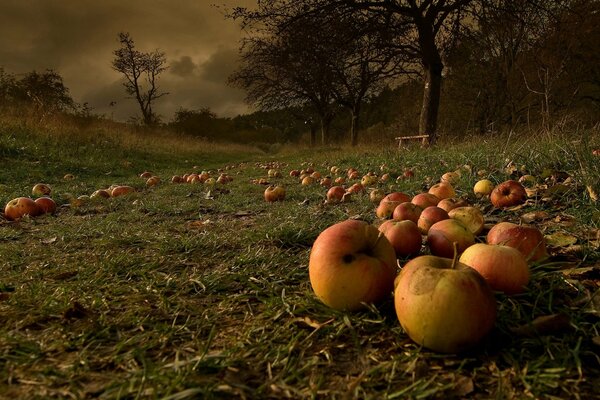 Apples fallen on the grass after the storm