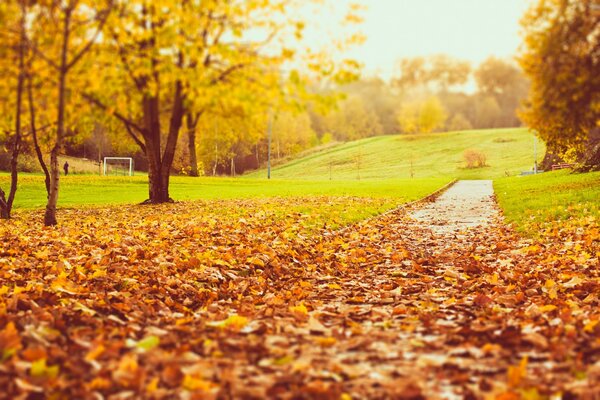 Camino de otoño cubierto de hojas