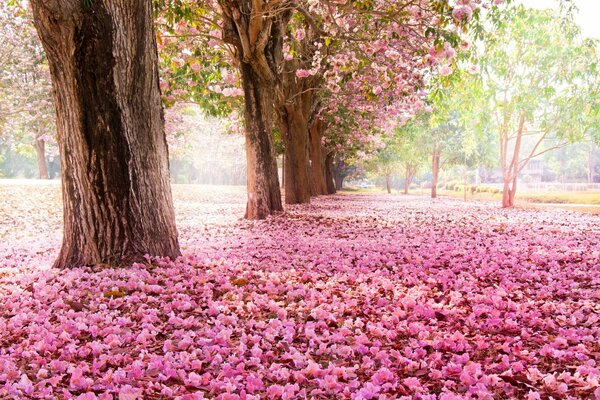 Parque. Parque. Flor de cerezo