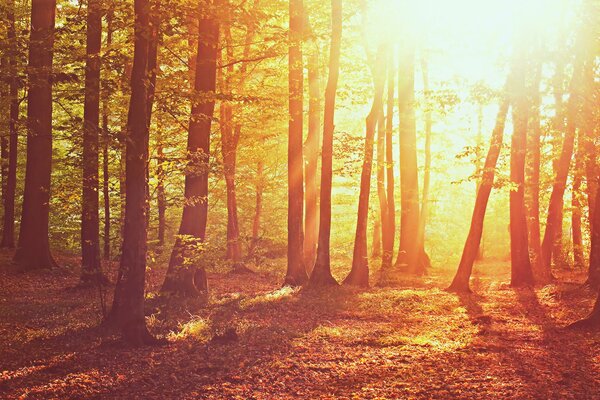 Wald mit Sonnenlicht überflutet