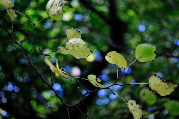 Hojas verdes en una rama de árbol