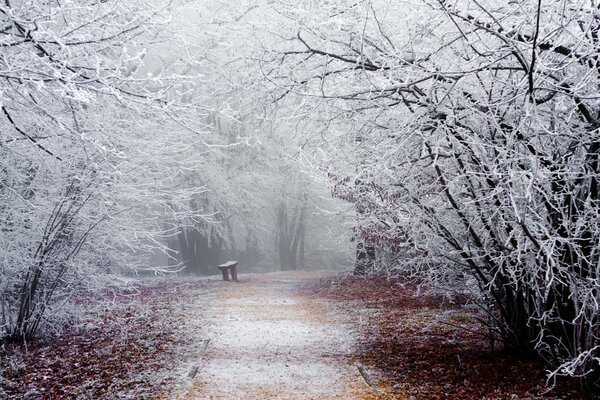 Nieve en invierno en bancos y árboles