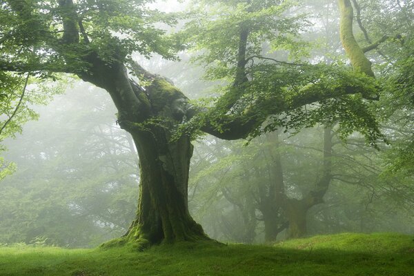 Arbre épais dans la forêt brumeuse