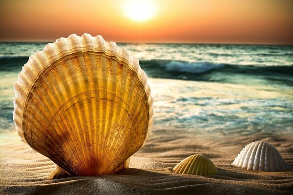 Seashells on the sea sandy beach