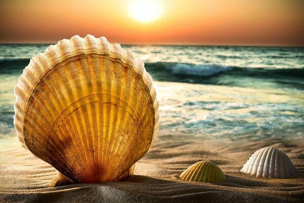 Coquillages sur la plage de sable de mer