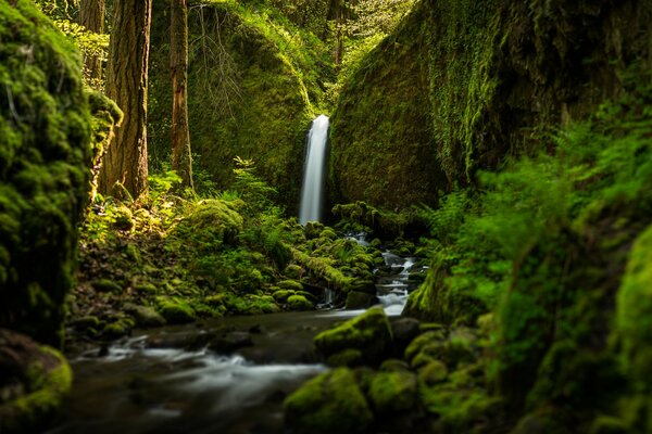 Landscape with waterfall and forest river