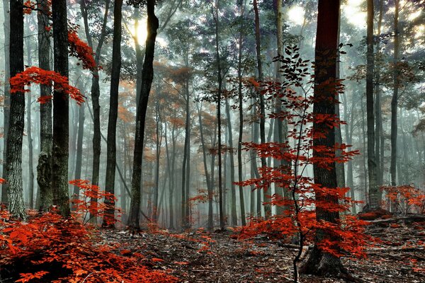 Foresta d autunno nella nebbia al mattino