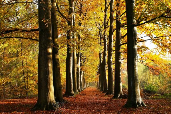 Autumn alley in the park