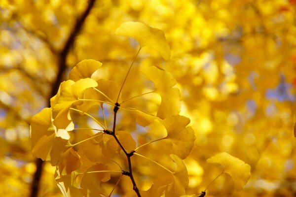 Corona de árbol de otoño amarillo