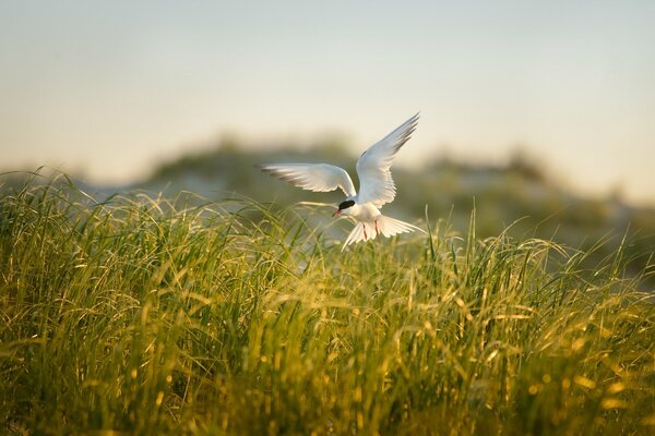 Vögel in ihrem natürlichen Lebensraum