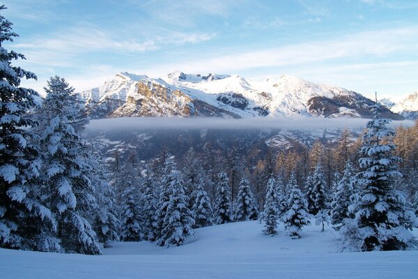 Fir trees and mountains under the snow