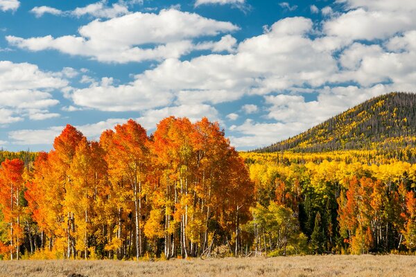 Bosque de otoño cerca de la colina