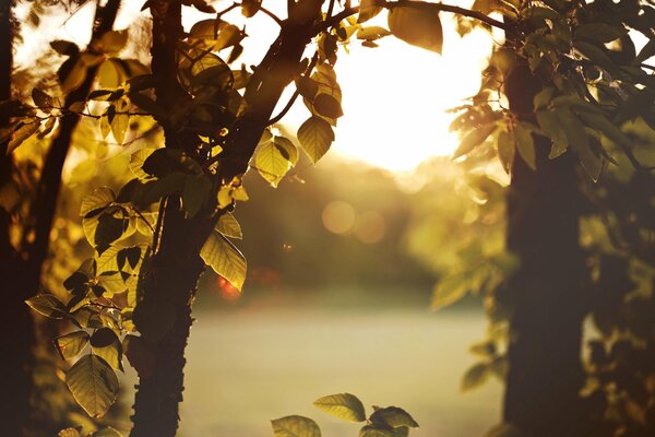 The leaves of the trees in the foreground, and behind the blurred sunset