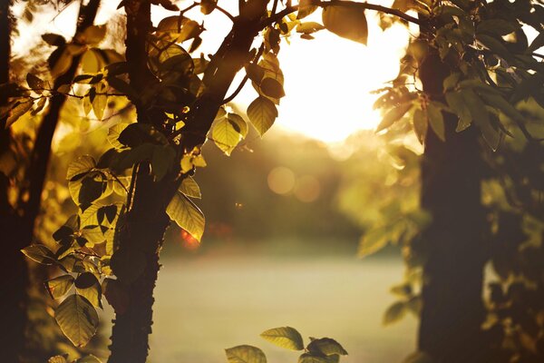 Les feuilles des arbres au premier plan et derrière le cadre du coucher de soleil