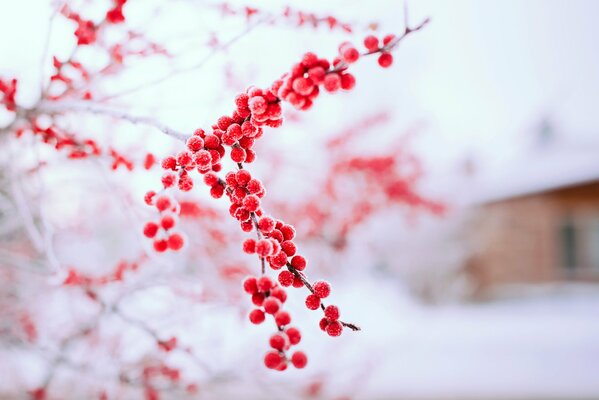 Givre sur les baies rouges par jour d hiver