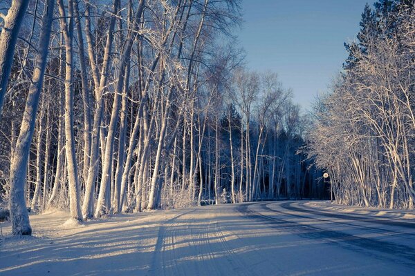 Paesaggio invernale foresta con strada