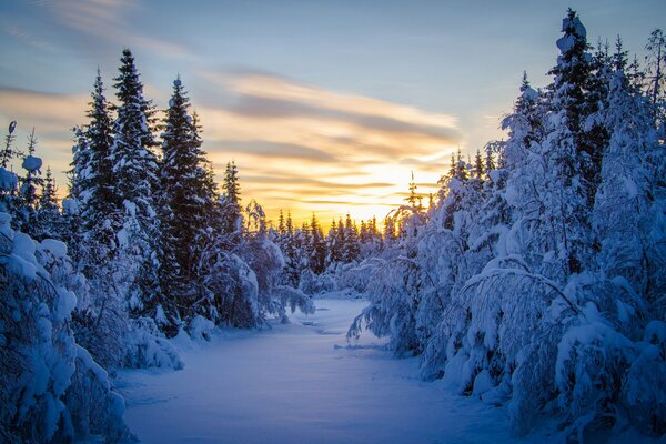 Morning in the winter forest