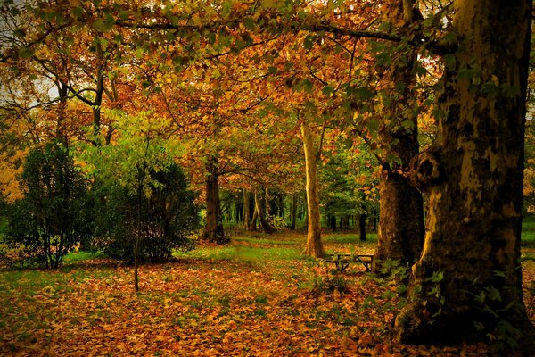 Feuilles d automne sur les arbres dans le parc