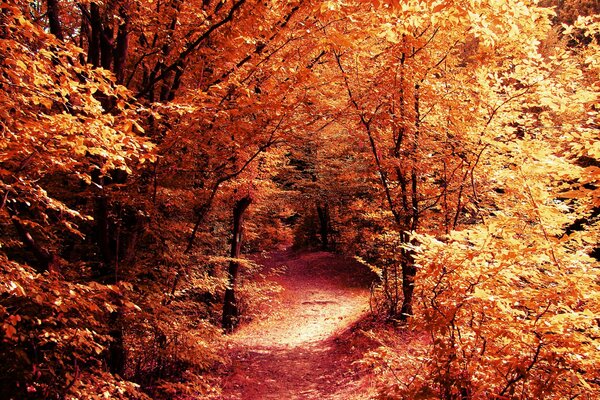 Nature. Forest path among the trees