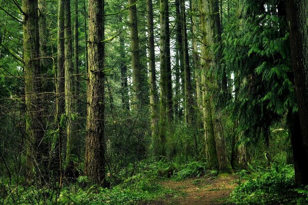 Bosque denso, naturaleza en verano