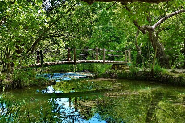 A bridge over a river in a dense forest