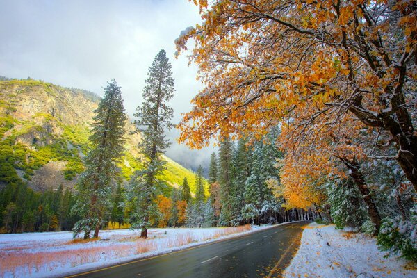 Tardo autunno con neve nella foresta