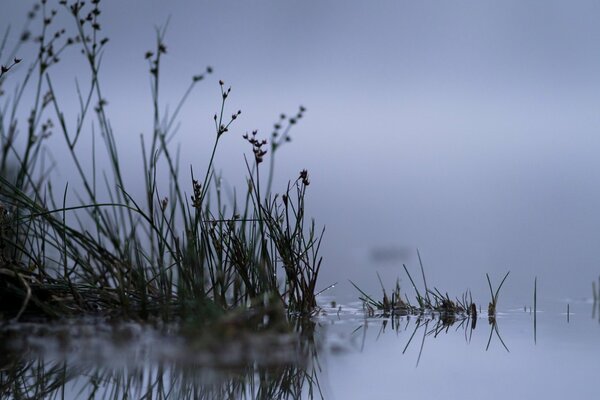 Nebbia autunnale sul lago con le canne