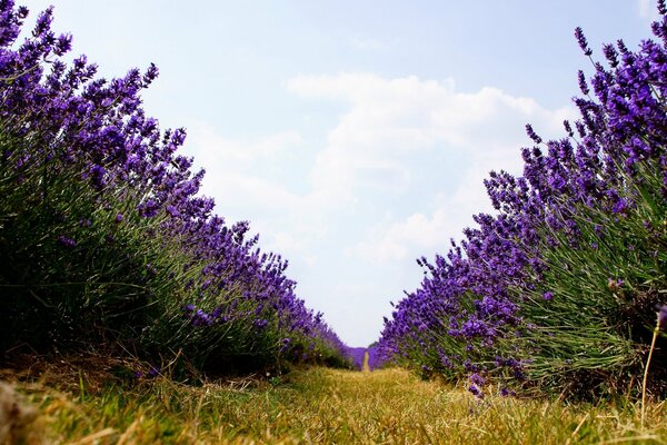 Hermosas flores. Campo de lavanda