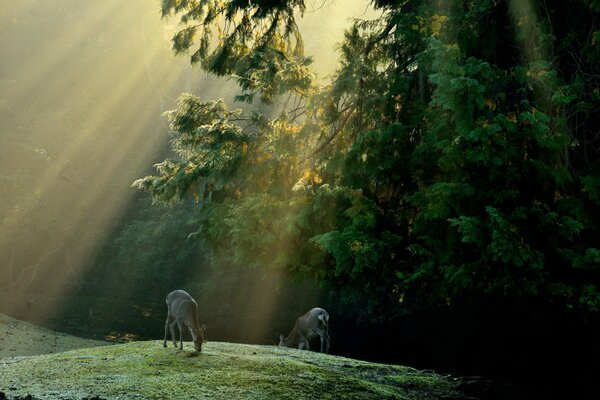 Les cerfs paissent dans une clairière éclairée par les rayons du soleil