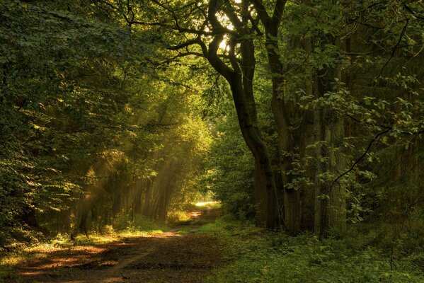 Strada forestale con i raggi del sole che si infrangono