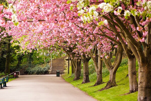 Cherry blossoms are also blooming in the county of Sheffield