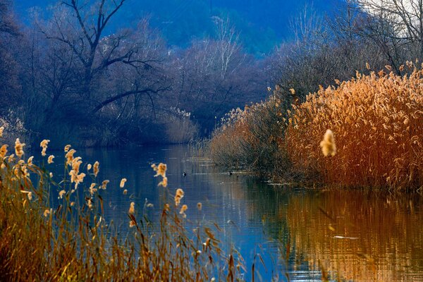 Canne in un lago con anatre