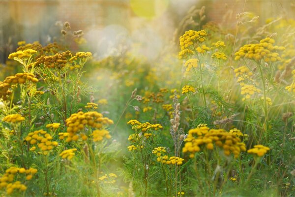 Yellow tansy on a background of green grass close-up